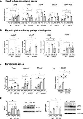 Neuronal nitric oxide synthase required for erythropoietin modulation of heart function in mice